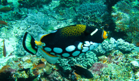 There are many different types of triggerfish found in Komodo. The most common triggerfish is the titan triggerfish. Pictured here is the clown triggerfish.