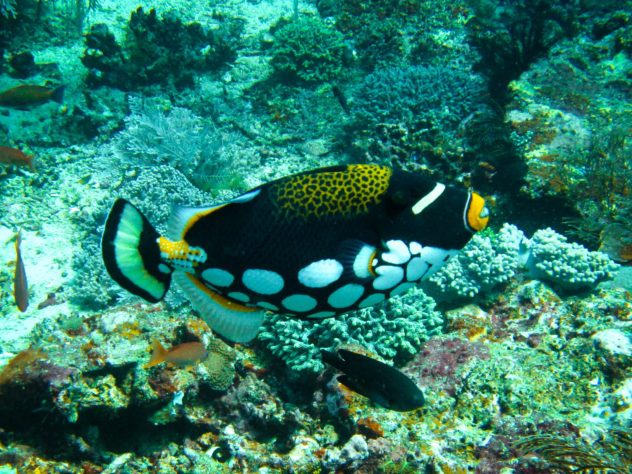 There are many different types of triggerfish found in Komodo. The most common triggerfish is the titan triggerfish. Pictured here is the clown triggerfish.