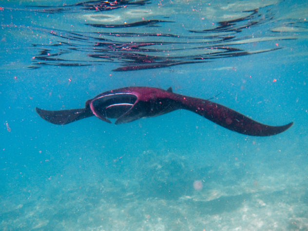 Manta Rays are often found throughout Komodo National Park. They are most famously spotted at Manta Point but can be found in other spots too throughout the manta season. .