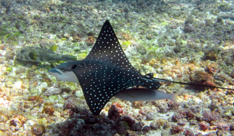 Other rays that you can find in Komodo National Park include eagle rays, marble rays, stingrays and blue spotted rays.