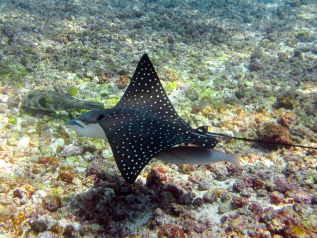 Other rays that you can find in Komodo National Park include eagle rays, marble rays, stingrays and blue spotted rays. 