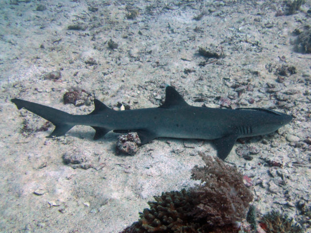 Sharks are found throughout many dive sites across Komodo National Park. The sharks that you can find are white tip sharks, black tip sharks, bamboo sharks and grey reef sharks.