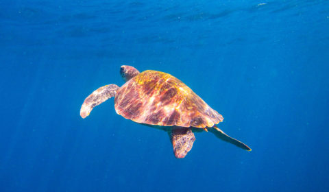 Turtles are found in every dive site across Komodo National Park. The most famous dive site for turtles is Siaba Besar which we call turtle city.