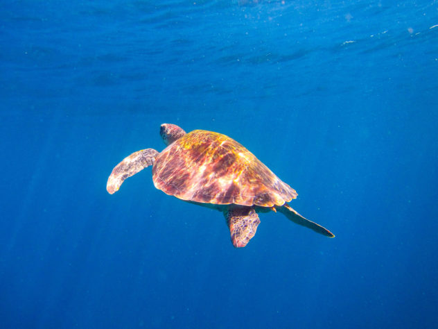 Turtles are found in every dive site across Komodo National Park. The most famous dive site for turtles is Siaba Besar which we call turtle city. 