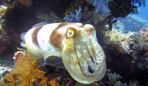 Cuttlefish are another common sea creature that you will find in Komodo National Park. The most common cuttlefish is the broadclub cuttlefish but you can also spot the flamboyant cuttlefish too.