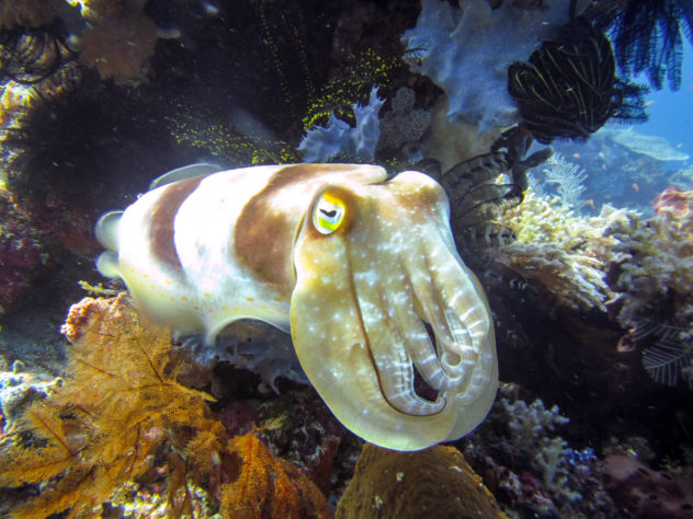 Cuttlefish are another common sea creature that you will find in Komodo National Park. The most common cuttlefish is the broadclub cuttlefish but you can also spot the flamboyant cuttlefish too. 