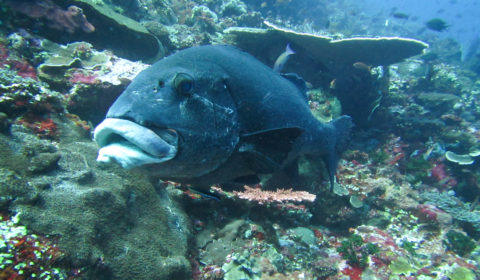 There are a few different types of sweetlips that you will find in Komodo National Park. The most common sweetlips that you will find are the giant sweetlips and oriental sweetlips.