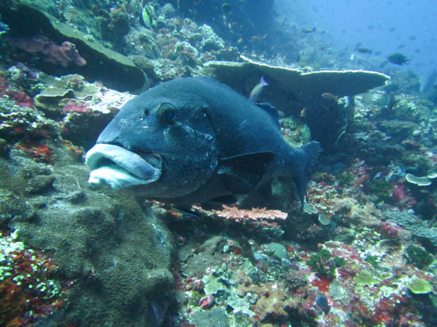 There are a few different types of sweetlips that you will find in Komodo National Park. The most common sweetlips that you will find are the giant sweetlips and oriental sweetlips. 