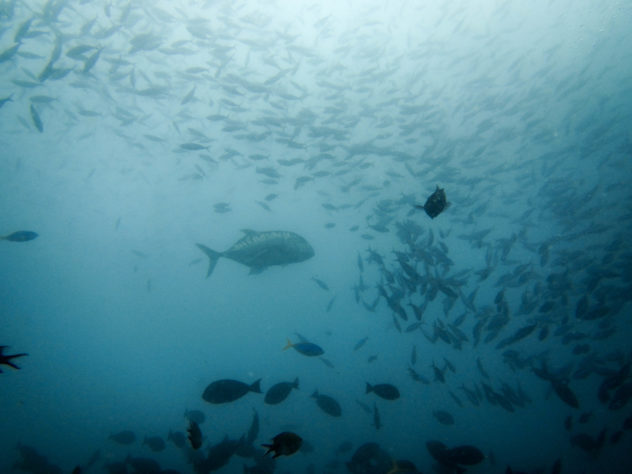 The giant trevally are mostly spotted in the north of Komodo National Park. These guys can be found in either a silvery-white or an almost jet-black.