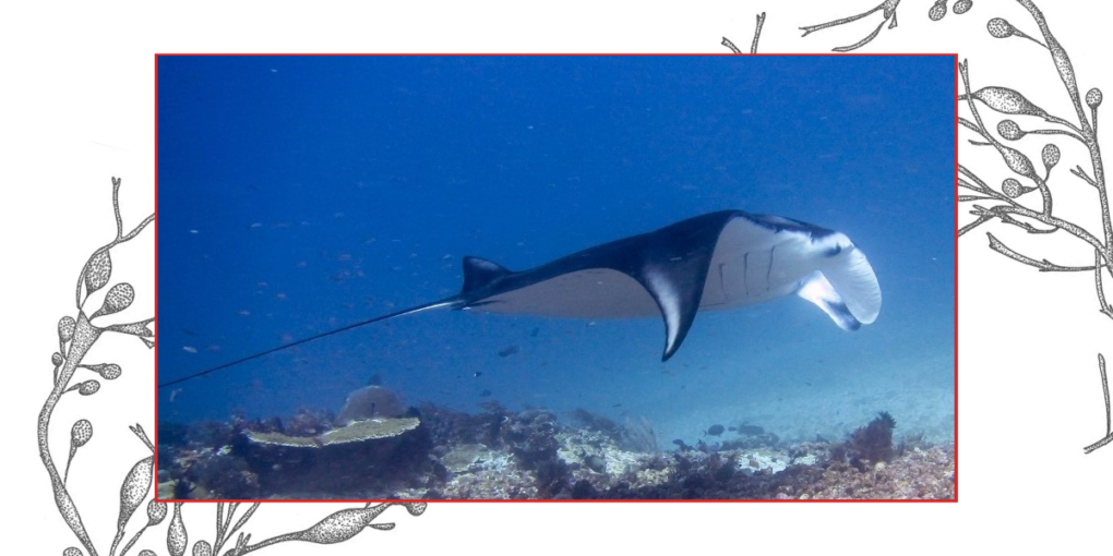 Welcome to the ultimate guide on fascinating facts about mantas.
