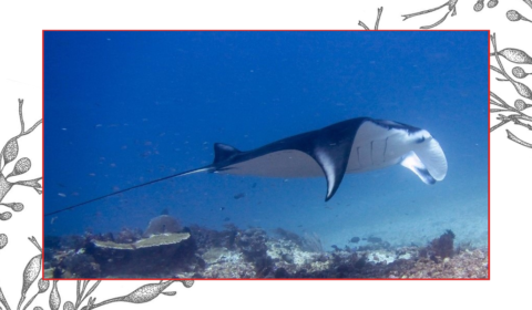 Welcome to the ultimate guide on fascinating facts about mantas.