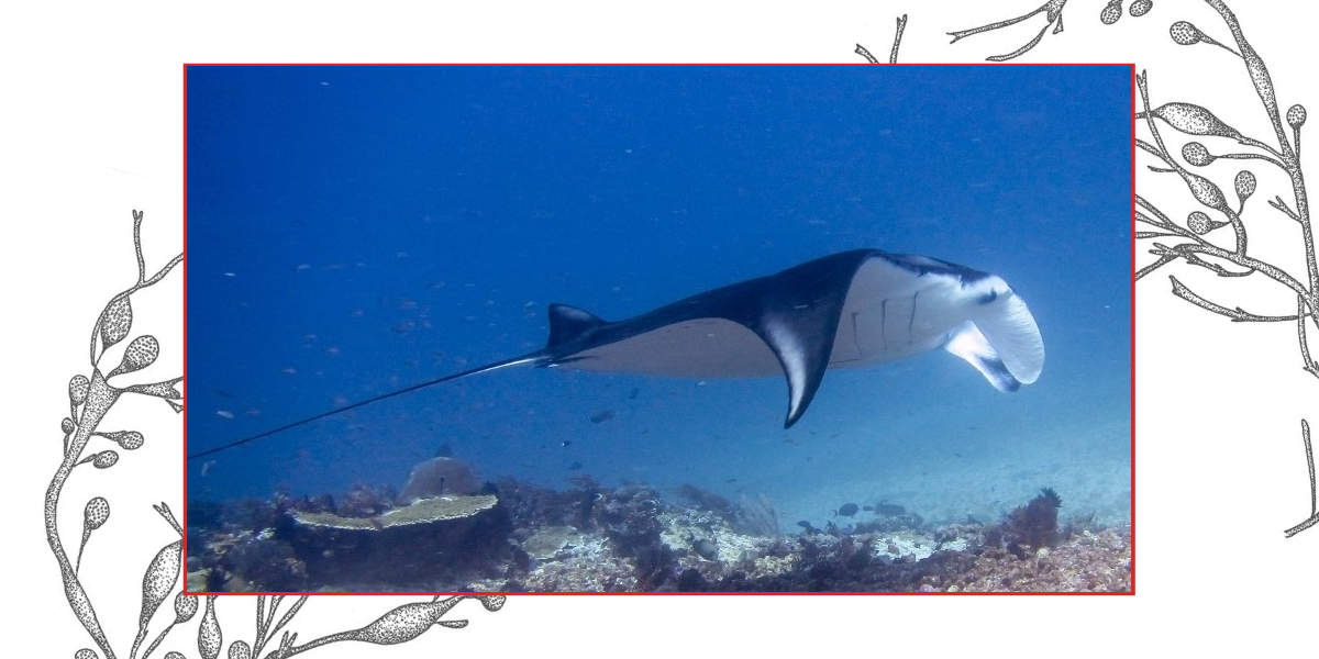 Some Fascinating Facts You Did Not Know About Mantas