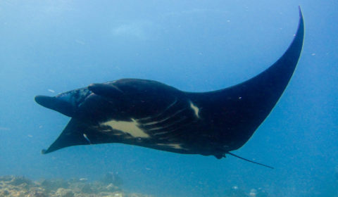 Black manta with white chest