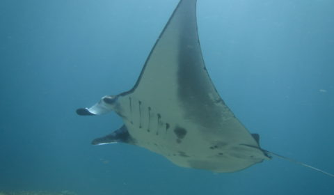 Swimming manta