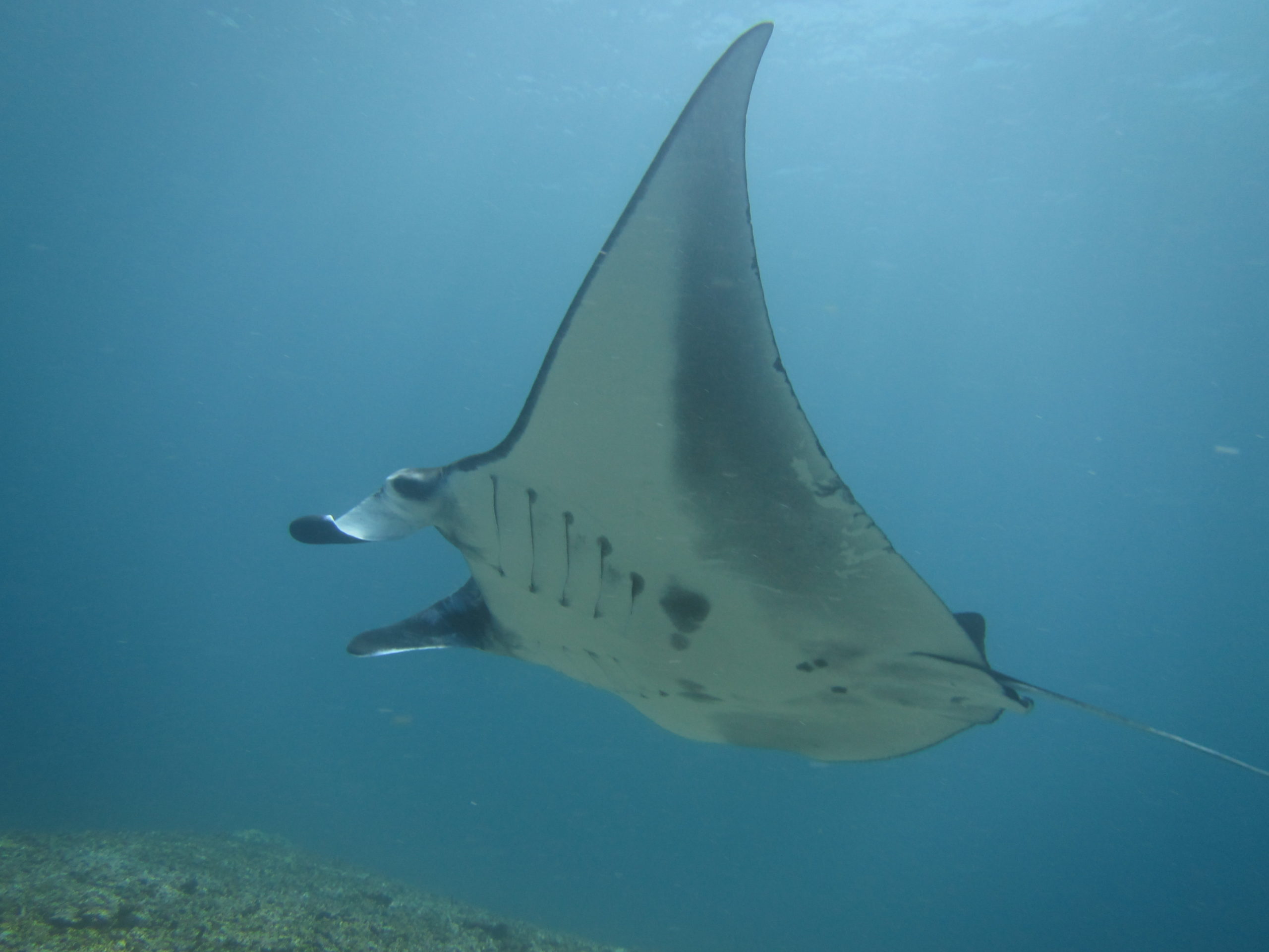 9 Interesting Manta Ray Facts