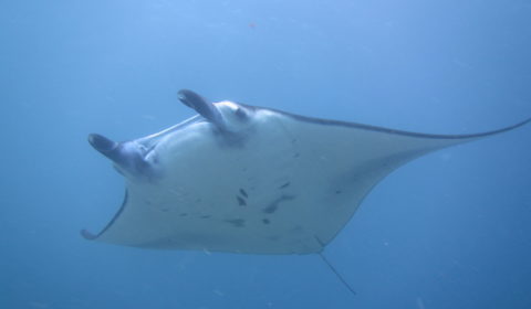 Manta with recoiled pectoral fins