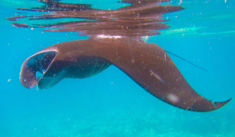 Manta feeding at the surfce