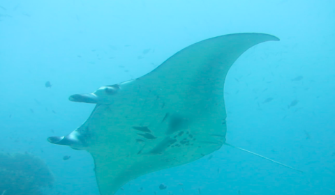 Manta swimming in the blue