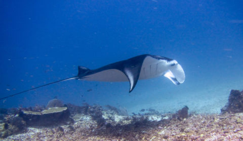 Manta swimming at Manta Point