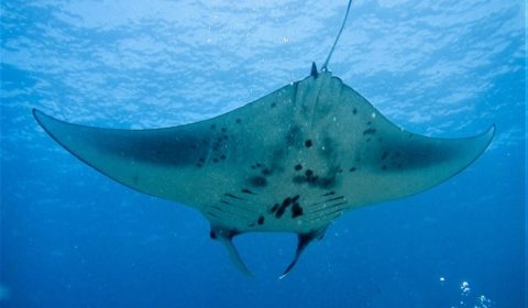 Manta ray markings
